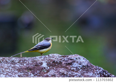 A beautiful bird, gray wagtail, who is vigilant, likes the waterside, and wears a bright lemon yellow. 113703802