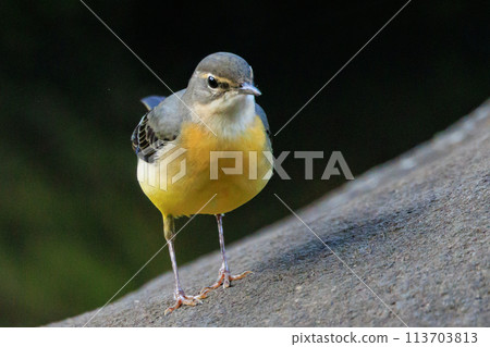一隻美麗的鳥,灰色的鶺鴒,警惕性很高,喜歡在水邊,身上披著亮麗的檸檬黃。 一隻美麗的鳥,灰色的鶺鴒,警惕性很高,喜歡在水邊,身上披著亮麗的檸檬黃。 113703813