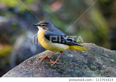 一隻美麗的鳥，灰色的鶺鴒，警惕性很高，喜歡在水邊，身上披著亮麗的檸檬黃。 113703814