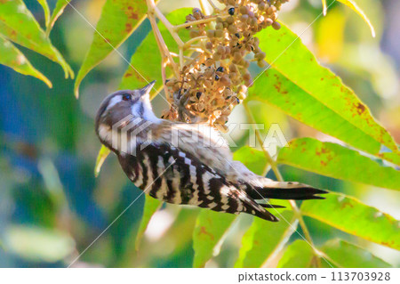 日本最小的啄木鳥 日本最小的啄木鳥 113703928