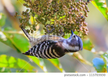 日本最小的啄木鳥 日本最小的啄木鳥 113703930