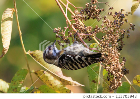 The smallest woodpecker in Japan The smallest woodpecker in Japan 113703948