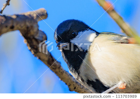 熟悉的野鳥大山雀與可愛的胸口 113703989