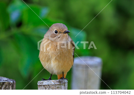 A female Daurian Redstart, a winter bird loved for its cute behavior and nicknamed Joviko. 113704042