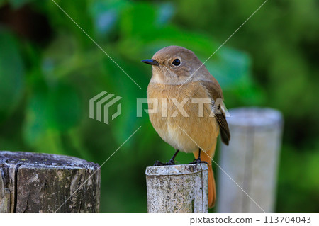A female Daurian Redstart, a winter bird loved for its cute behavior and nicknamed Joviko. 113704043