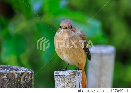 A female Daurian Redstart, a winter bird loved for its cute behavior and nicknamed Joviko. 113704044