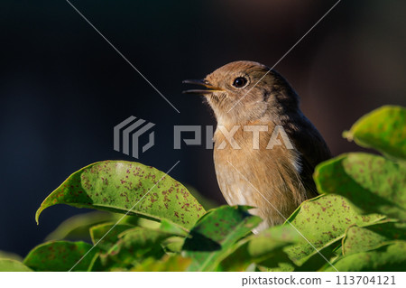 A female Daurian Redstart, a winter bird loved for its cute behavior and nicknamed Joviko. 113704121