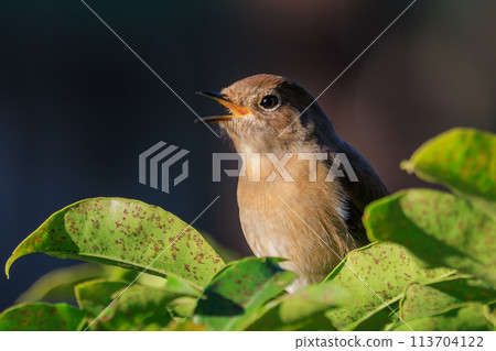 A female Daurian Redstart, a winter bird loved for its cute behavior and nicknamed Joviko. A female Daurian Redstart, a winter bird loved for its cute behavior and nicknamed Joviko. 113704122
