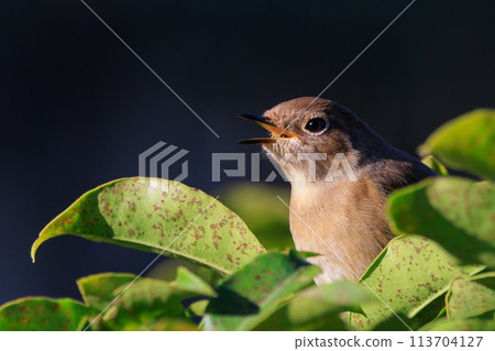 A female Daurian Redstart, a winter bird loved for its cute behavior and nicknamed Joviko. 113704127