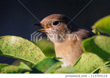 A female Daurian Redstart, a winter bird loved for its cute behavior and nicknamed Joviko. 113704128