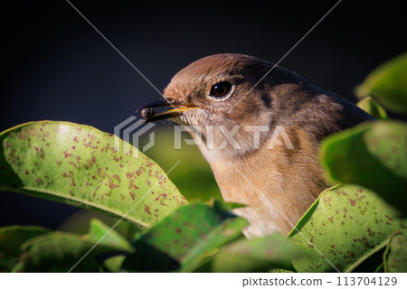 A female Daurian Redstart, a winter bird loved for its cute behavior and nicknamed Joviko. 113704129