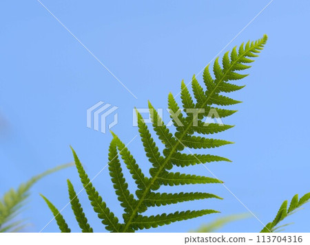 Fern leaves against a blue sky Fern leaves against a blue sky 113704316