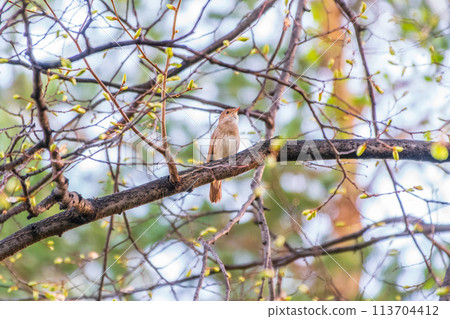 Thrush Nightingale, Luscinia luscinia. A bird sits on a tree branch and sings 113704412