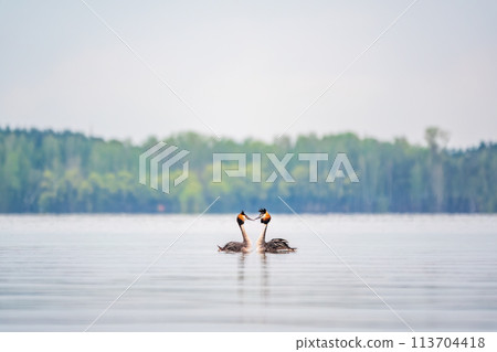 Mating games of two water birds Great Crested Grebes. Two waterfowl birds Great Crested Grebes swim in the lake with heart shaped silhouette Mating games of two water birds Great Crested Grebes. Two waterfowl birds Great Crested Grebes swim in the lake with heart shaped silhouette 113704418
