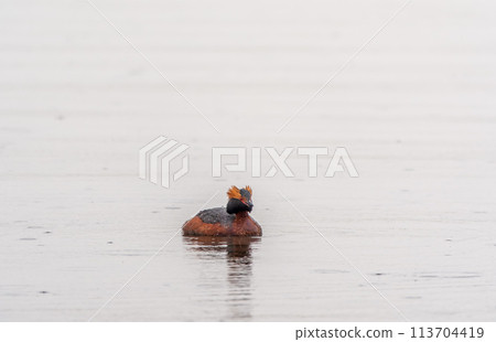 Horned grebe swimming in the lake Horned grebe swimming in the lake 113704419