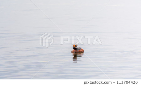 Horned grebe swimming in the lake Horned grebe swimming in the lake 113704420