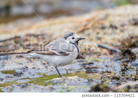 Wagtail sits on the ground with a beautiful blurred background. Wagtail sits on the ground with a beautiful blurred background. 113704421