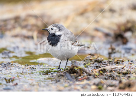Wagtail sits on the ground with a beautiful blurred background. Wagtail sits on the ground with a beautiful blurred background. 113704422