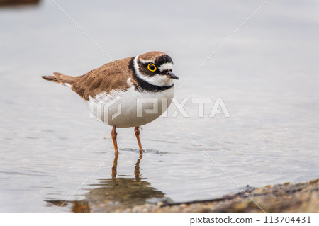 Little ringed plover (Charadrius dubius), bird standing on the lake shore Little ringed plover (Charadrius dubius), bird standing on the lake shore 113704431