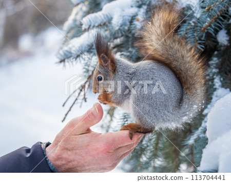 Squirrel eats nuts from a man's hand. Caring for animals in winter or autumn. Squirrel eats nuts from a man's hand. Caring for animals in winter or autumn. 113704441