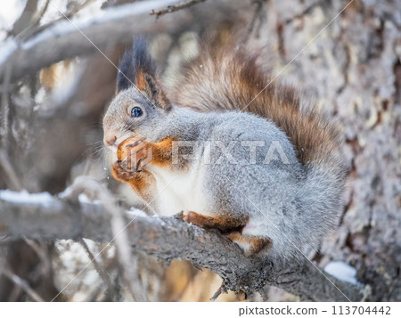 The squirrel with nut sits on tree in the winter or late autumn The squirrel with nut sits on tree in the winter or late autumn 113704442