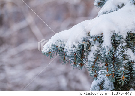 Green fir branches in winter covered with snow 113704448