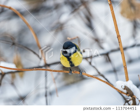 Cute bird Great tit, songbird sitting on a branch without leaves in the autumn or winter. 113704451