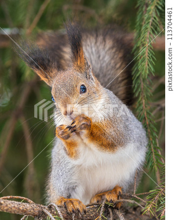 The squirrel with nut sits on tree in the winter or late autumn 113704461