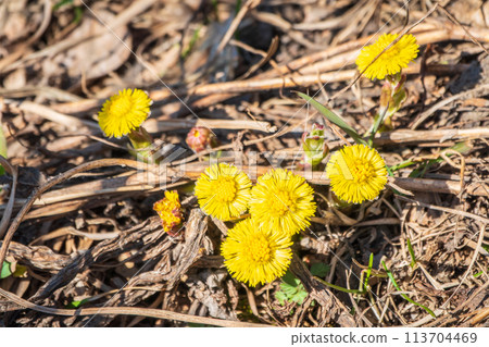 The spring primroses. The bright yellow flowers of coltsfoot in the sunshine. The spring primroses. The bright yellow flowers of coltsfoot in the sunshine. 113704469