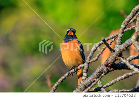 可愛的冬季鳥類達里安Redstart 113704528