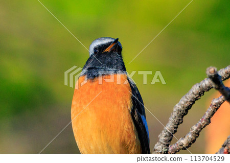 可愛的冬季鳥類達里安Redstart 可愛的冬季鳥類達里安Redstart 113704529