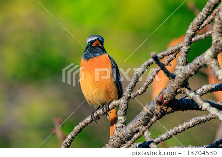 Adorable winter bird Daurian Redstart 113704530
