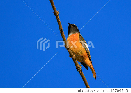 可愛的冬季鳥類達里安Redstart 113704543