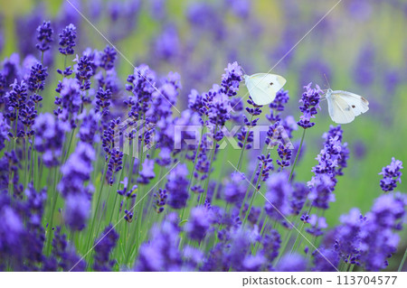 Lavender and cabbage white butterfly Lavender and cabbage white butterfly 113704577