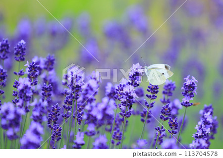 Lavender and cabbage white butterfly Lavender and cabbage white butterfly 113704578