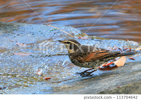 A winter bird named after the thrush because it can no longer be heard when it disappears on a migration in the summer. A winter bird named after the thrush because it can no longer be heard when it disappears on a migration in the summer. 113704642