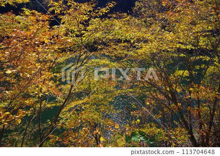 Autumn leaves on the lakeside (Takane Norikura Lake, Takayama City, Gifu Prefecture) 113704648