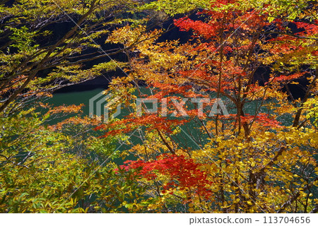 湖邊的紅葉《岐阜縣高山市高根乘鞍湖》 113704656