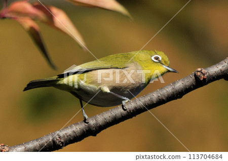 一種白眼鳥，有著美麗的綠色身體和白色的眼鏡，很容易被誤認為是鶯。 113704684