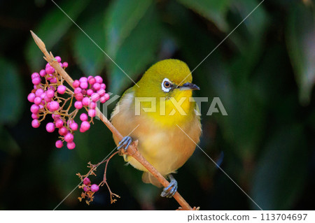 A white-eye bird with a beautiful green body and white glasses that can be mistaken for a warbler. 113704697