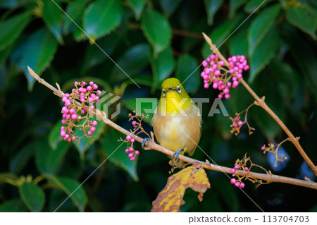 一種白眼鳥，有著美麗的綠色身體和白色的眼鏡，很容易被誤認為是鶯。 113704703