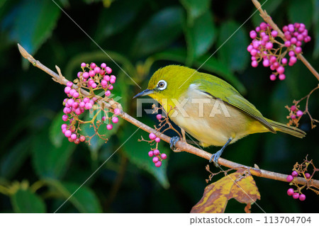 一種白眼鳥，有著美麗的綠色身體和白色的眼鏡，很容易被誤認為是鶯。 113704704