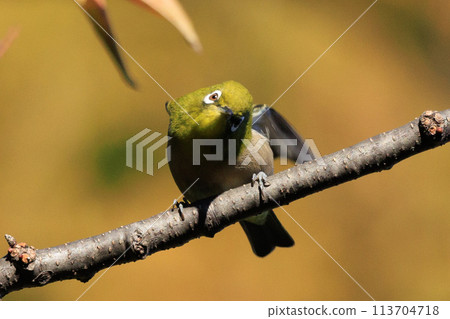 A white-eye bird with a beautiful green body and white glasses that can be mistaken for a warbler. A white-eye bird with a beautiful green body and white glasses that can be mistaken for a warbler. 113704718