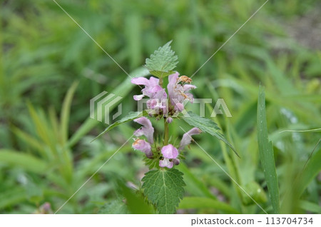 Flower of Odorikosoto Flower of Odorikosoto 113704734