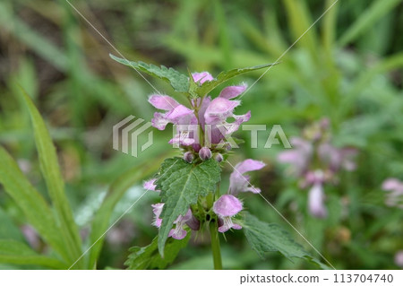 Flower of Odorikosoto 113704740