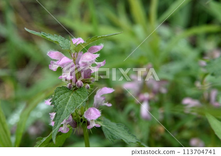 Flower of Odorikosoto Flower of Odorikosoto 113704741