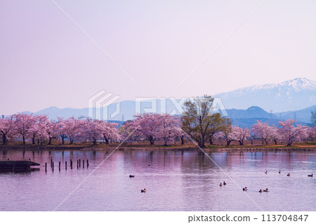 [Agano City] Cherry blossoms at Hyoko Suikin Park 113704847