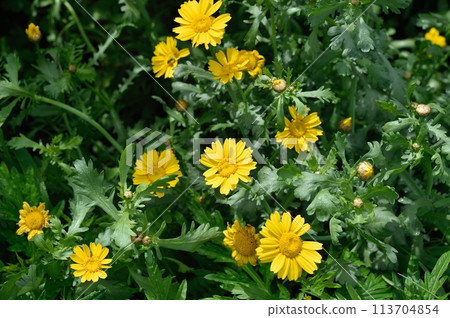 Flowers of the screecul Flowers of the screecul 113704854
