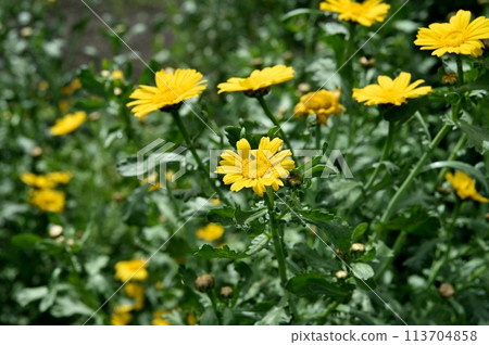Flowers of the screecul Flowers of the screecul 113704858
