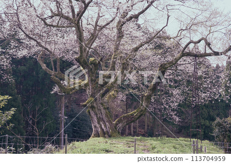 600年樹齡的櫻花樹 113704959